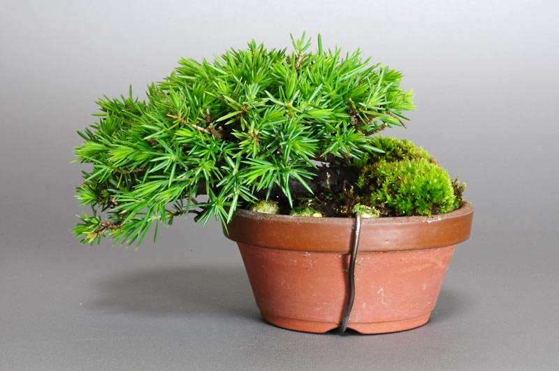 トショウ-J-1（としょう・杜松）松柏盆栽を裏側から見た景色・Juniperus rigida bonsai