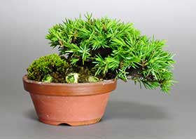トショウ-J（としょう・杜松）松柏盆栽の成長記録-1・Juniperus rigida bonsai