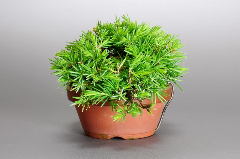 トショウ-J-1（としょう・杜松）松柏盆栽を右側から見た景色・Juniperus rigida bonsai