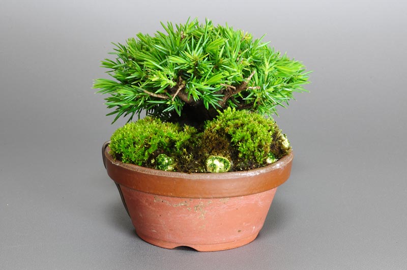 トショウ-J-1（としょう・杜松）松柏盆栽を左側から見た景色・Juniperus rigida bonsai