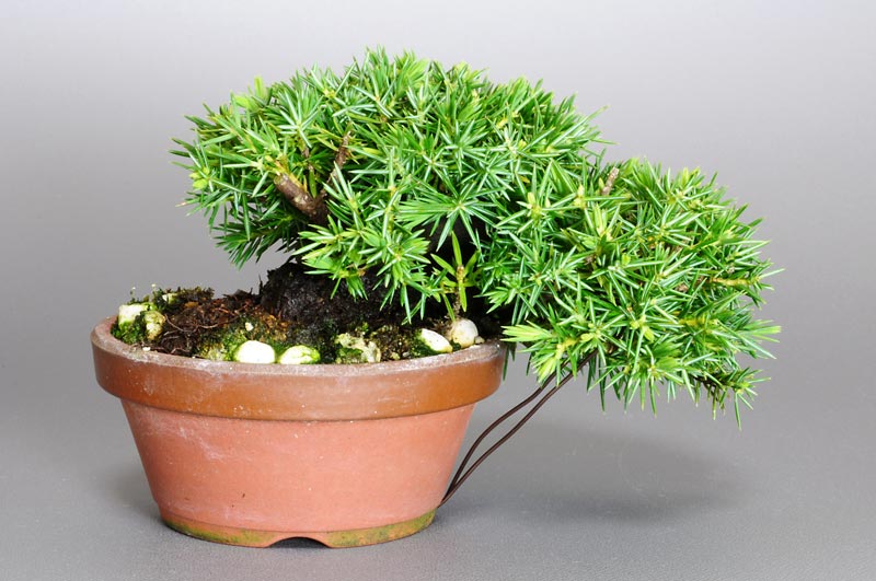 トショウ-J（としょう・杜松）松柏盆栽の販売と育て方・作り方・Juniperus rigida bonsai