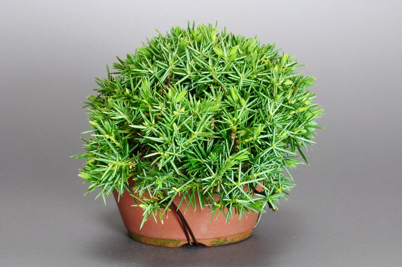 トショウ-J（としょう・杜松）松柏盆栽を右側から見た景色・Juniperus rigida bonsai