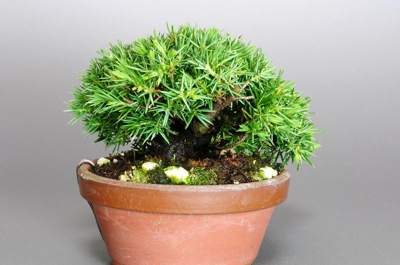 トショウ-J（としょう・杜松）松柏盆栽を左側から見た景色・Juniperus rigida bonsai