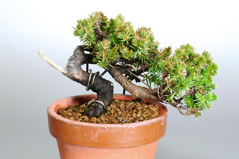 トショウK（としょう・杜松）松柏盆栽の販売と育て方・作り方・Juniperus rigida bonsai