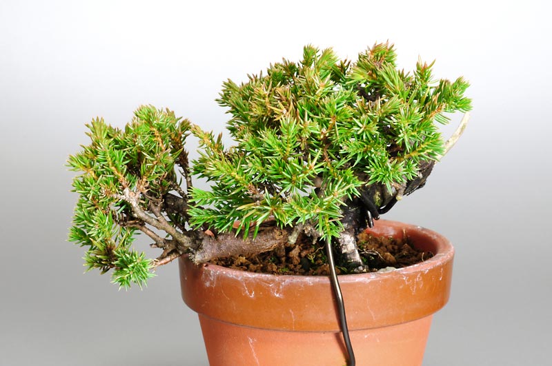 ミニ盆栽・トショウK（としょう・杜松）松柏盆栽を裏側から見た景色・Juniperus rigida bonsai