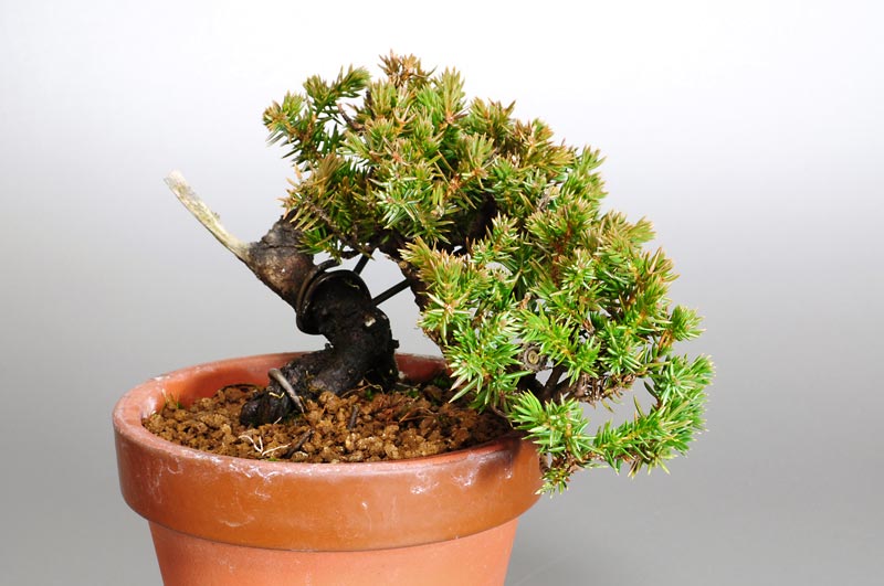 ミニ盆栽・トショウK（としょう・杜松）松柏盆栽を右側から見た景色・Juniperus rigida bonsai