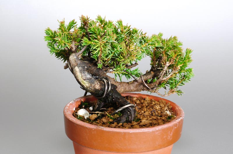 ミニ盆栽・トショウK（としょう・杜松）松柏盆栽を左側から見た景色・Juniperus rigida bonsai