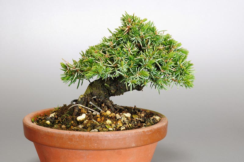 トショウL（としょう・杜松）松柏盆栽の販売と育て方・作り方・Juniperus rigida bonsai
