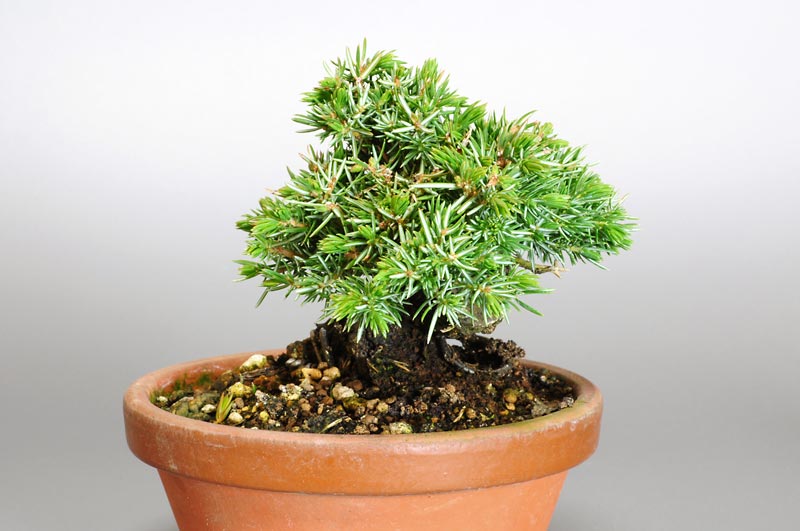 ミニ盆栽・トショウL（としょう・杜松）松柏盆栽を右側から見た景色・Juniperus rigida bonsai