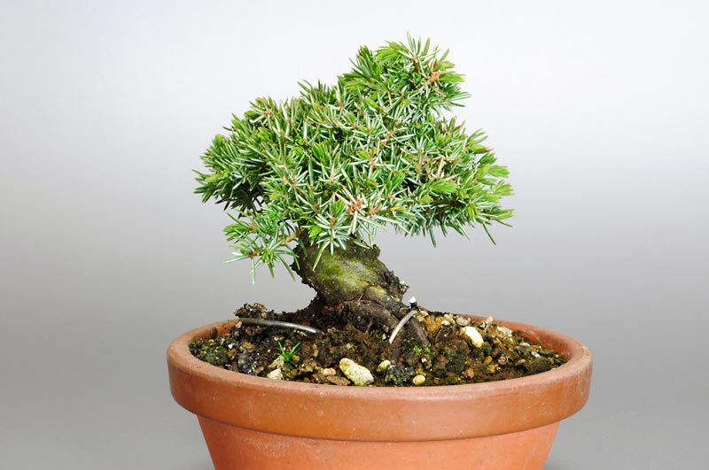 ミニ盆栽・トショウL（としょう・杜松）松柏盆栽を左側から見た景色・Juniperus rigida bonsai