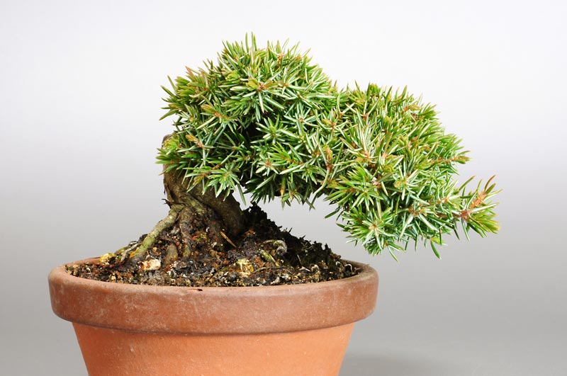 トショウM（としょう・杜松）松柏盆栽の販売と育て方・作り方・Juniperus rigida bonsai