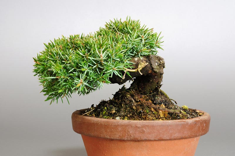 ミニ盆栽・トショウM（としょう・杜松）松柏盆栽を裏側から見た景色・Juniperus rigida bonsai