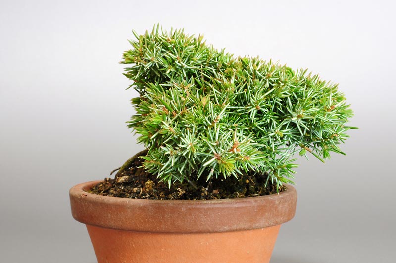 ミニ盆栽・トショウM（としょう・杜松）松柏盆栽を右側から見た景色・Juniperus rigida bonsai