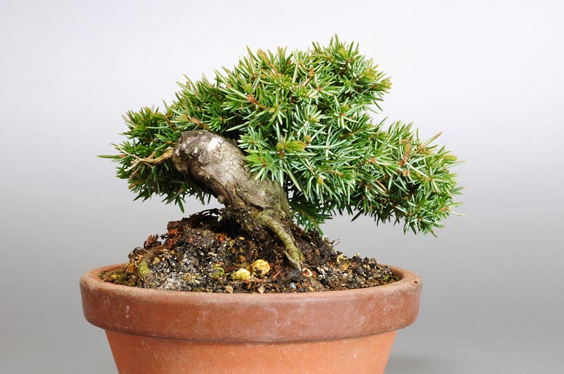 ミニ盆栽・トショウM（としょう・杜松）松柏盆栽を左側から見た景色・Juniperus rigida bonsai