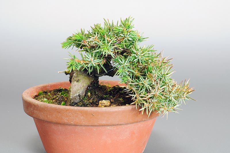 トショウN（としょう・杜松）松柏盆栽の販売と育て方・作り方・Juniperus rigida bonsai