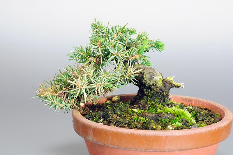 ミニ盆栽・トショウN（としょう・杜松）松柏盆栽を裏側から見た景色・Juniperus rigida bonsai