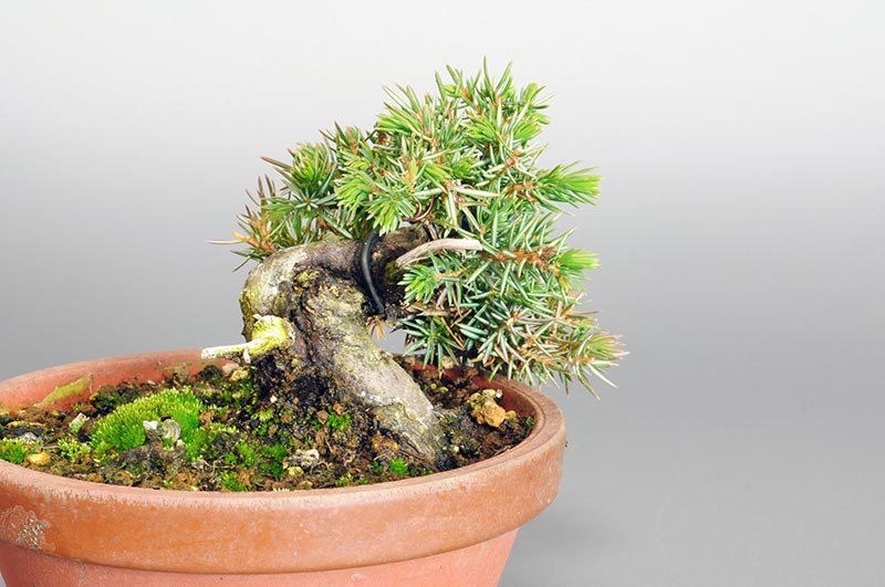 ミニ盆栽・トショウN（としょう・杜松）松柏盆栽を左側から見た景色・Juniperus rigida bonsai