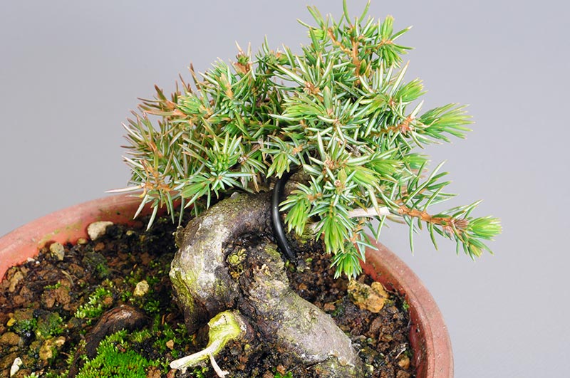 ミニ盆栽・トショウN（としょう・杜松）松柏盆栽を別側から見た景色・Juniperus rigida bonsai