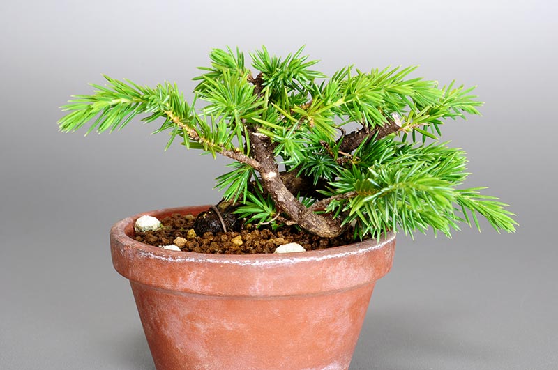 トショウO（としょう・杜松）ミニ盆栽の販売と育て方・作り方・Juniperus rigida bonsai