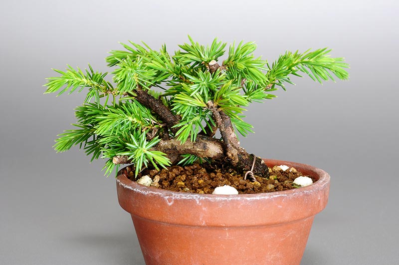 トショウO（としょう・杜松）ミニ盆栽を裏側から見た景色・Juniperus rigida bonsai