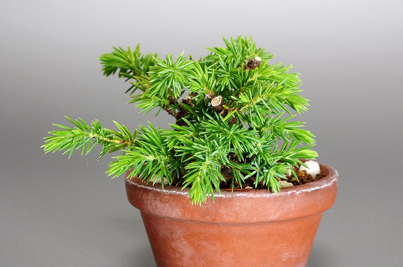 トショウO（としょう・杜松）ミニ盆栽を右側から見た景色・Juniperus rigida bonsai