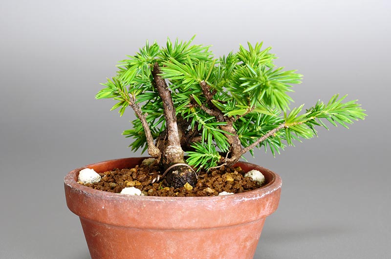 トショウO（としょう・杜松）ミニ盆栽を左側から見た景色・Juniperus rigida bonsai