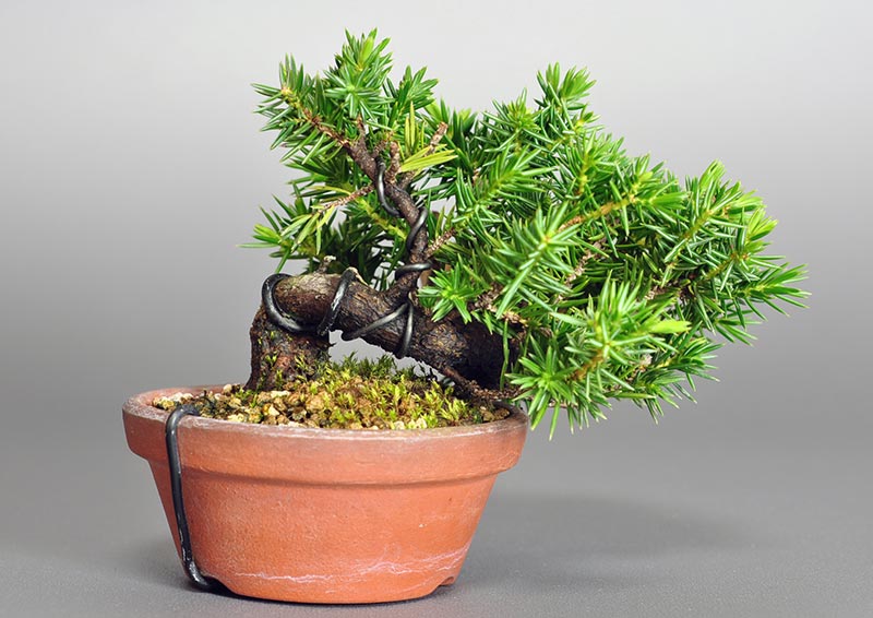 トショウ-P（としょう・杜松）松柏盆栽を裏側から見た景色・Juniperus rigida bonsai