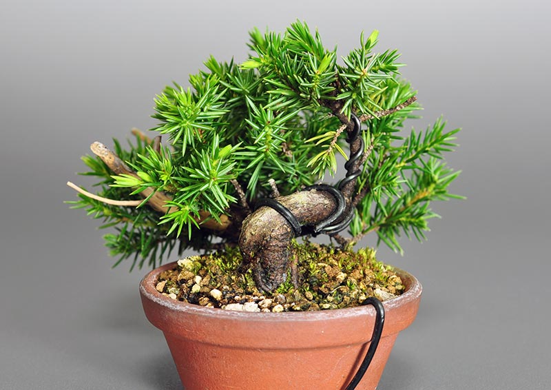 トショウ-P（としょう・杜松）松柏盆栽を右側から見た景色・Juniperus rigida bonsai