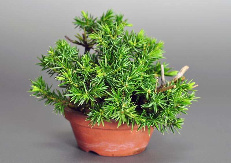 トショウ-P（としょう・杜松）松柏盆栽を左側から見た景色・Juniperus rigida bonsai