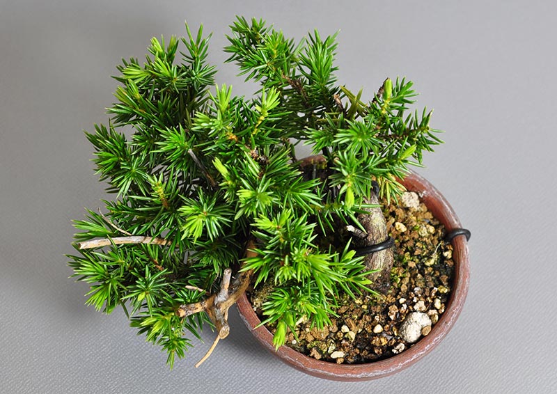 トショウ-P（としょう・杜松）松柏盆栽を上側から見た景色・Juniperus rigida bonsai