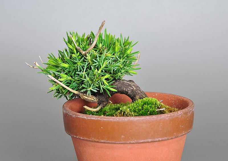 トショウ-Q-1（としょう・杜松）松柏盆栽を裏側から見た景色・Juniperus rigida bonsai