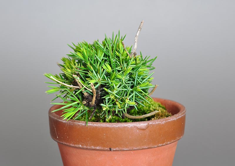 トショウ-Q-1（としょう・杜松）松柏盆栽を右側から見た景色・Juniperus rigida bonsai