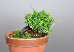 トショウ-Q（としょう・杜松）松柏盆栽の成長記録-1・Juniperus rigida bonsai