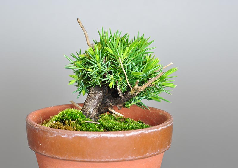 トショウ-Q-1（としょう・杜松）松柏盆栽を左側から見た景色・Juniperus rigida bonsai