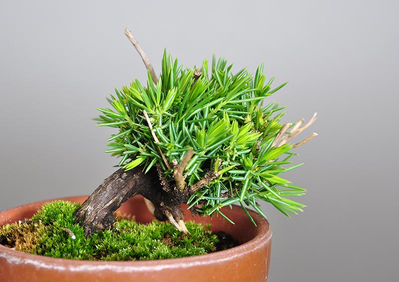 ミニ盆栽・トショウQ-1（としょう・杜松）松柏盆栽を別側から見た景色・Juniperus rigida bonsai