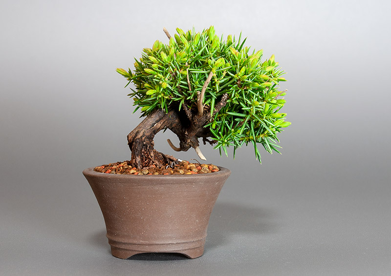 トショウ-Q（としょう・杜松）松柏盆栽を裏側から見た景色・Juniperus rigida bonsai