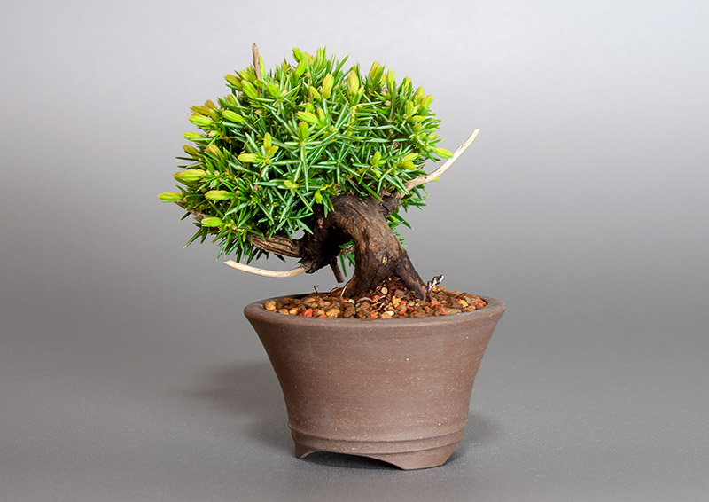 トショウ-Q（としょう・杜松）松柏盆栽を右側から見た景色・Juniperus rigida bonsai