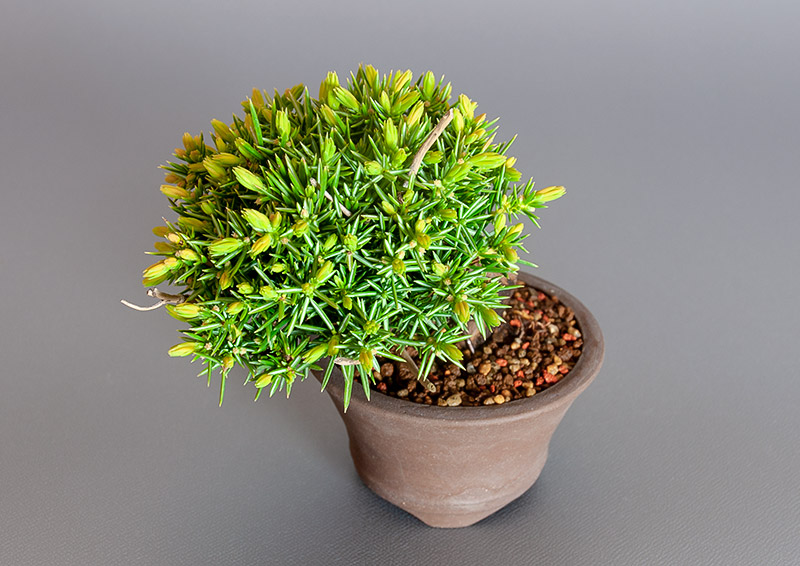 トショウ-Q（としょう・杜松）松柏盆栽を別側から見た景色・Juniperus rigida bonsai