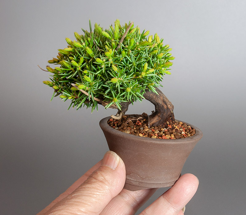 ミニ盆栽・トショウQ（としょう・杜松）松柏盆栽の手乗りの景色・Juniperus rigida bonsai