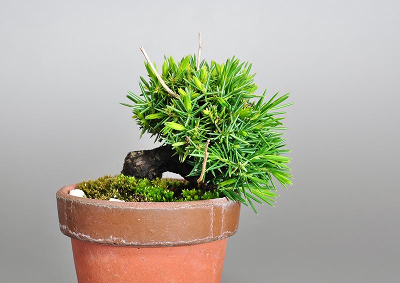 トショウ-R（としょう・杜松）松柏盆栽の販売と育て方・作り方・Juniperus rigida bonsai