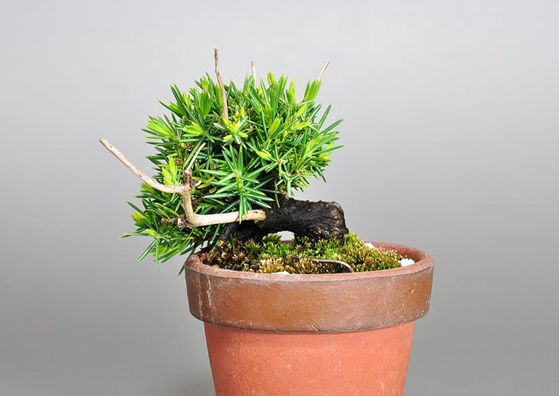 トショウ-R（としょう・杜松）松柏盆栽を裏側から見た景色・Juniperus rigida bonsai