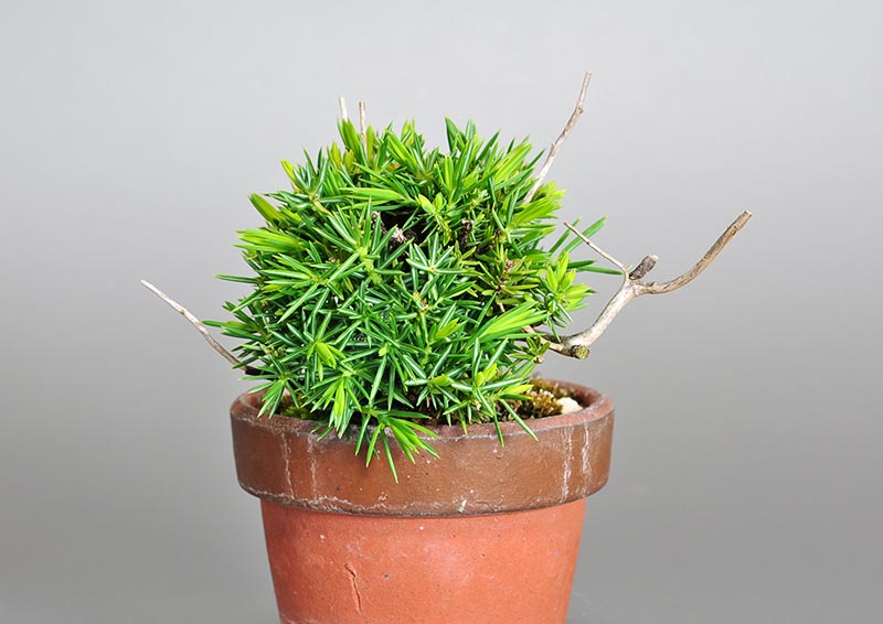 トショウ-R（としょう・杜松）松柏盆栽を右側から見た景色・Juniperus rigida bonsai