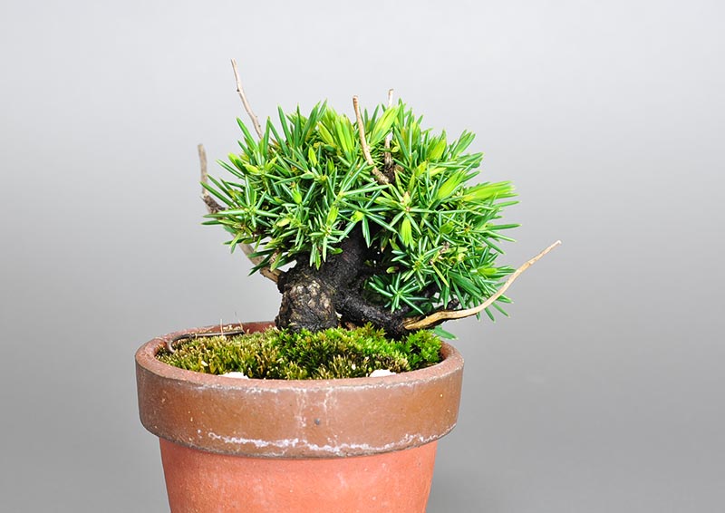 トショウ-R（としょう・杜松）松柏盆栽を左側から見た景色・Juniperus rigida bonsai