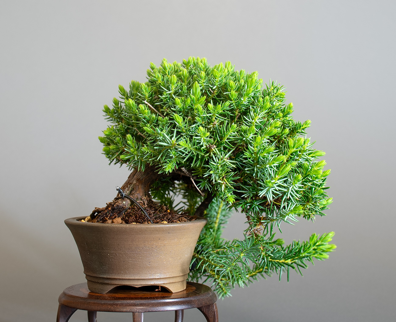 トショウ-S（としょう・杜松）松柏盆栽を裏側から見た景色・Juniperus rigida bonsai