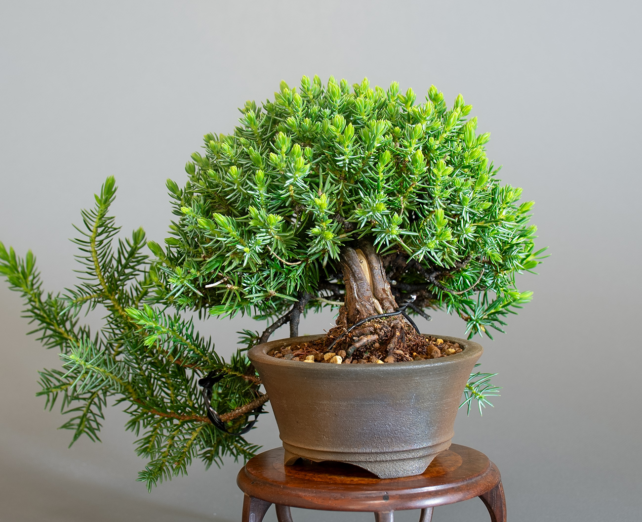 トショウ-S（としょう・杜松）松柏盆栽を右側から見た景色・Juniperus rigida bonsai