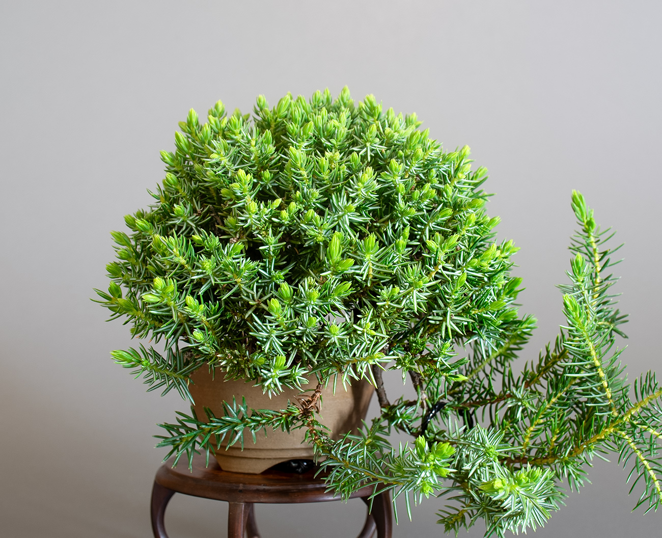 トショウ-S（としょう・杜松）松柏盆栽を左側から見た景色・Juniperus rigida bonsai