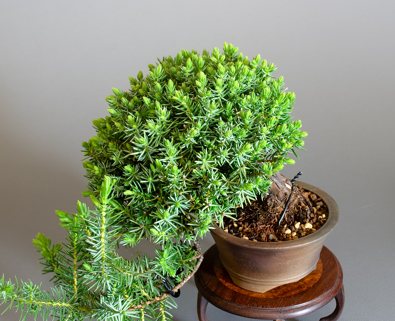 トショウ-S（としょう・杜松）松柏盆栽を上側から見た景色・Juniperus rigida bonsai