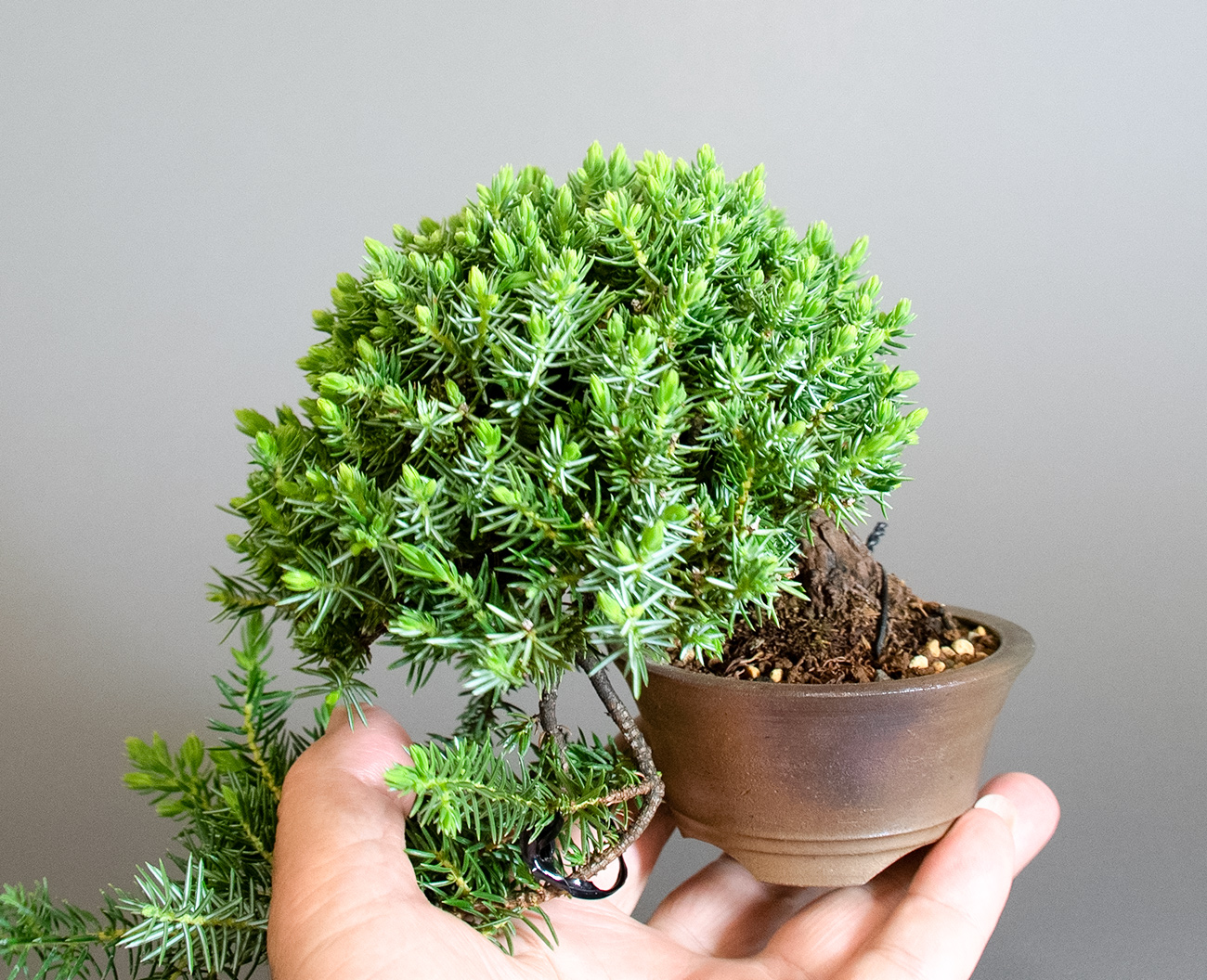 トショウ-S（としょう・杜松）松柏盆栽の手乗りの景色・Juniperus rigida bonsai