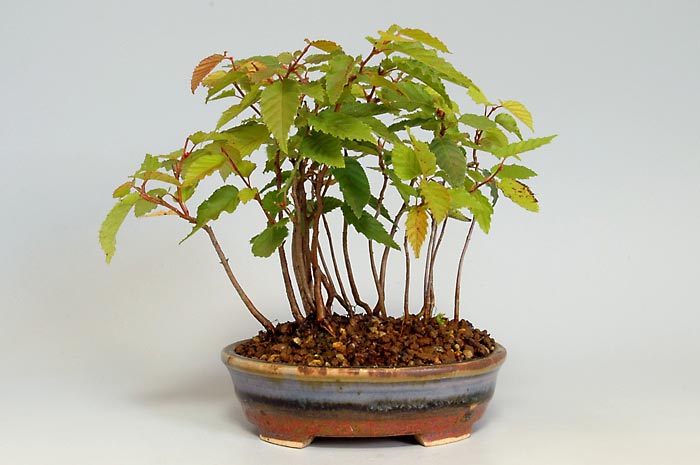 アカシデE-1（あかしで・赤四手）雑木盆栽の販売と育て方・作り方・Carpinus laxiflora bonsai