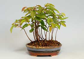アカシデE（あかしで・赤四手）雑木盆栽の成長記録-1・Carpinus laxiflora bonsai